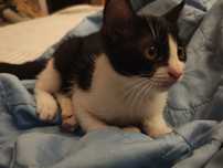 Ofer pisicuta de 2 luni spre adoptie