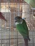 Papagali pirrhura molinae