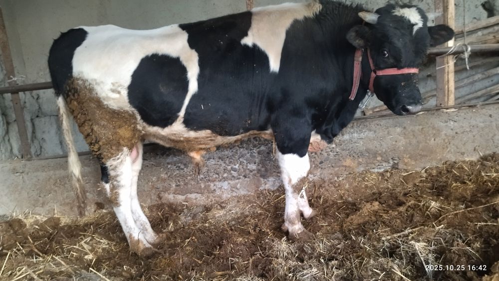 Насл олишга рассиски бука сотилади