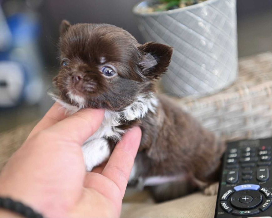 Женско дългокосместо мини чихуахуа шоколадово