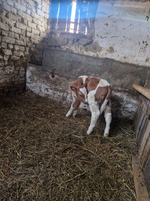 Vând vițeii tăurași