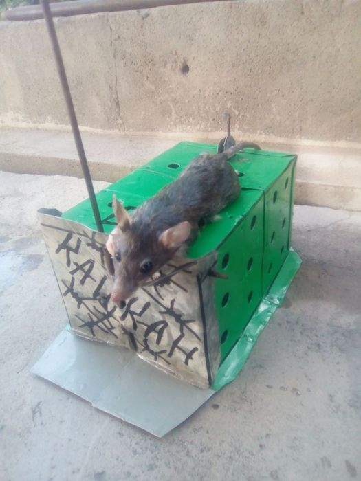 Kalamush qopqon tiriklayin ushlaydi