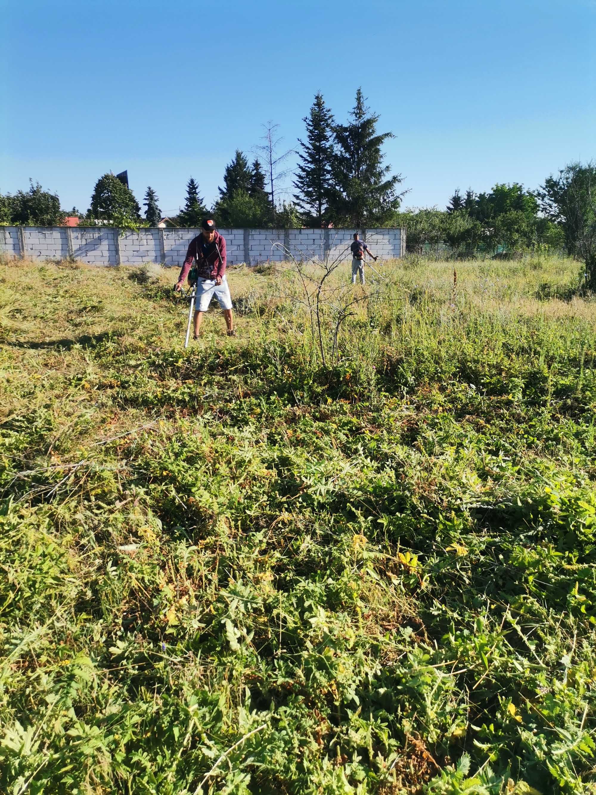 Tundem gazon iarbă buruieni defrișăm ierbicidăm