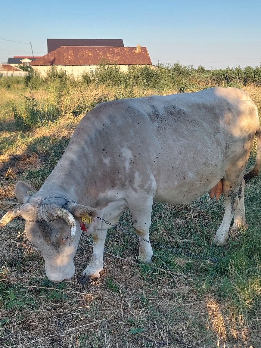 Vaca gestanta,i se împlinește luna aceasta pe 27