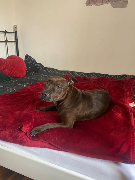 Adoptă o cățelușă Staffi ciocolatie, iubitoare și cuminte