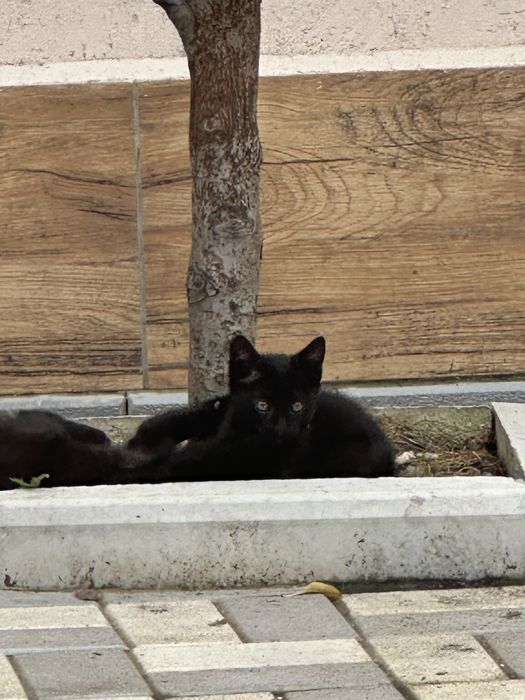 Donez motanel 3 luni