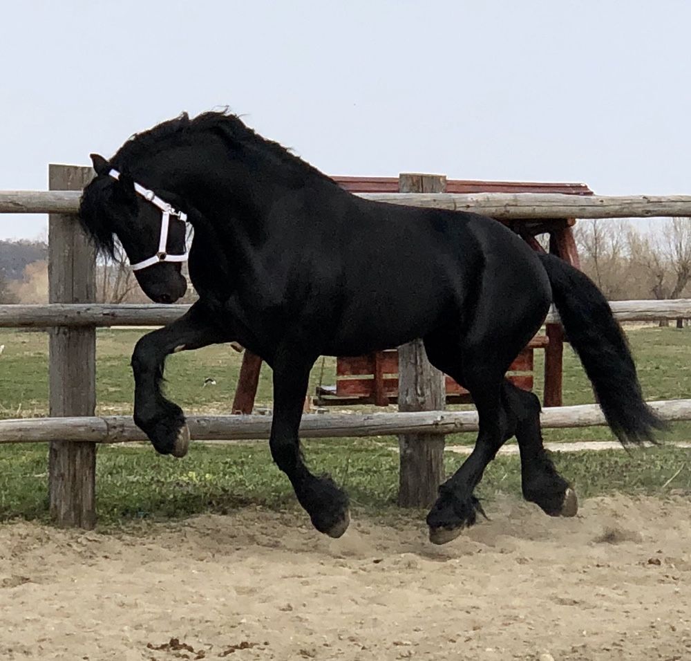 Armasar Armasari Friesian Frizian