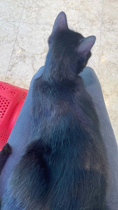 Cici, pisicuta sterilizata pentru adoptie