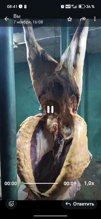 Жылқы еті бар бие