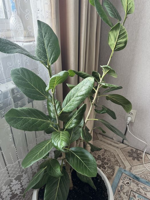 Продам комнатный фикус