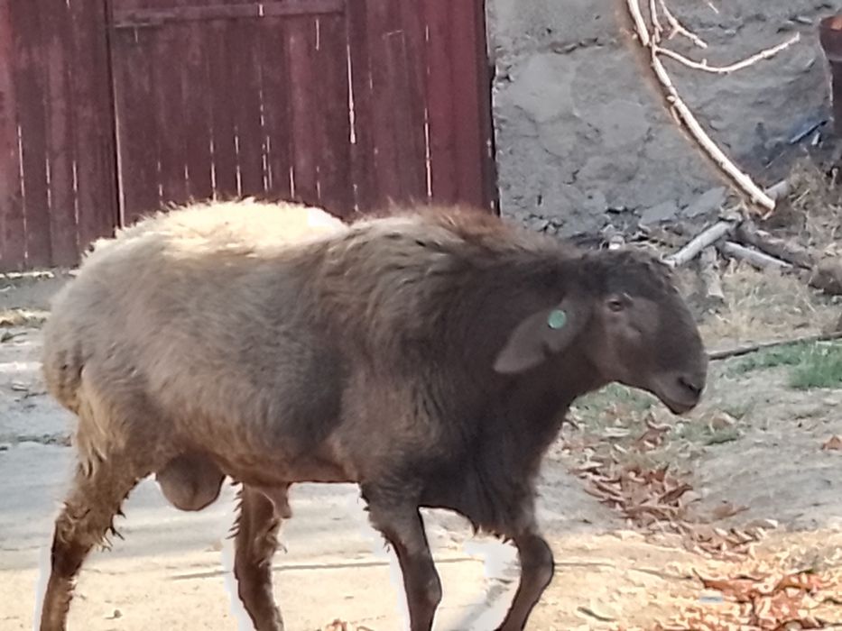 Кочкор эдилбай Тоха киргиз зотли бойи90+. Еб ичиши яхши еши 1.5