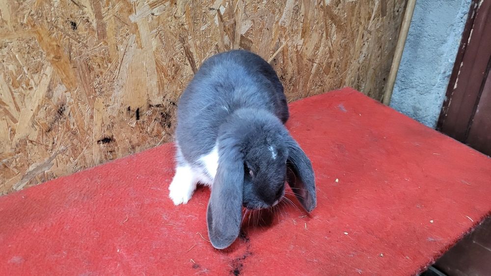 Iepuri berbec german