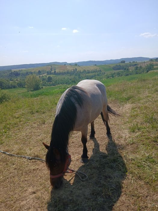Vând iapa de 5 ani