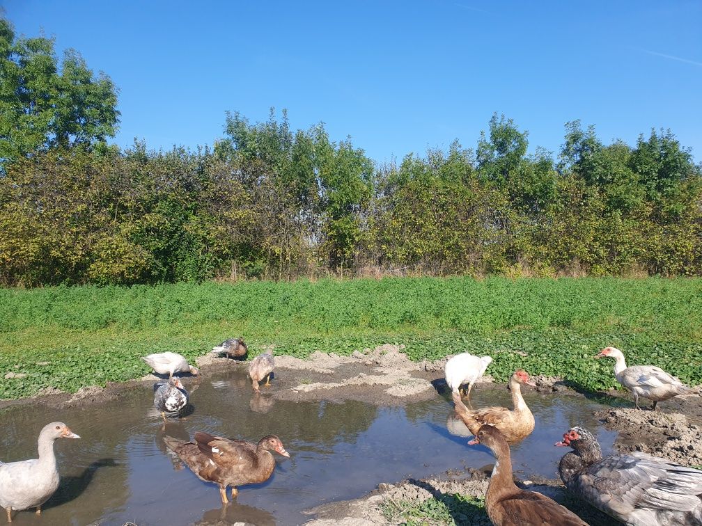 Rațe mute vor să zboare