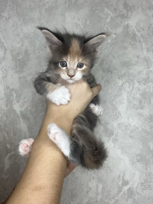Мейн кун котята продажа
