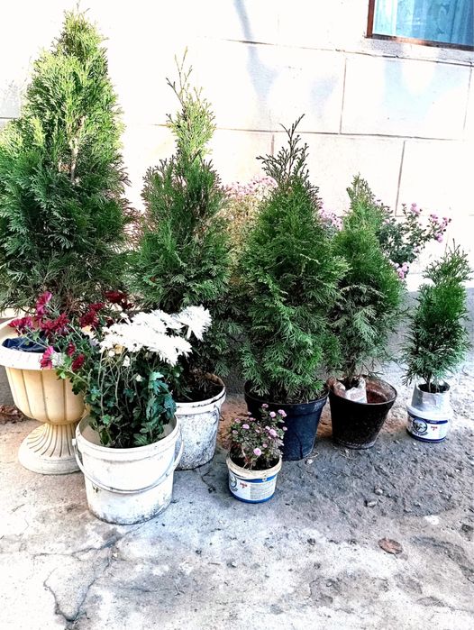 Ели туи разных сортов