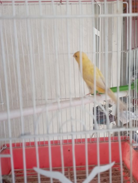 Канарейка плановый