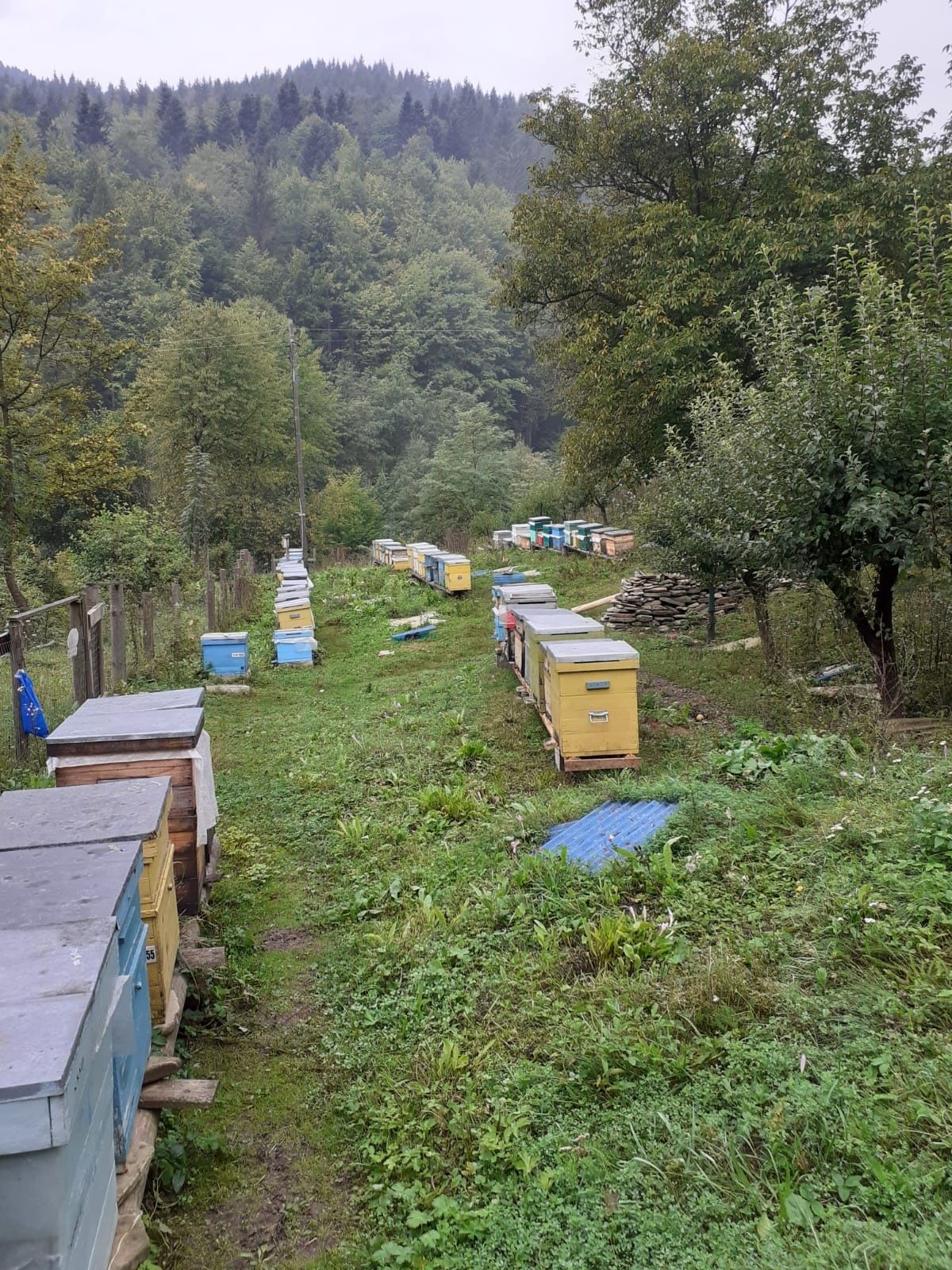 Vând miere de munte - polifloră !!