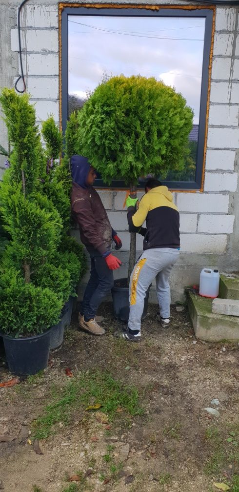 Vindem diferite specii de plante ornamentale Plantele sunt de calitate