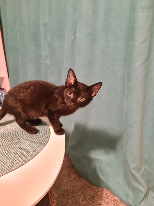 Ofer spre adoptie 3 pui de pisica.