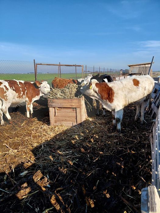 Vând  patru vitele baltate