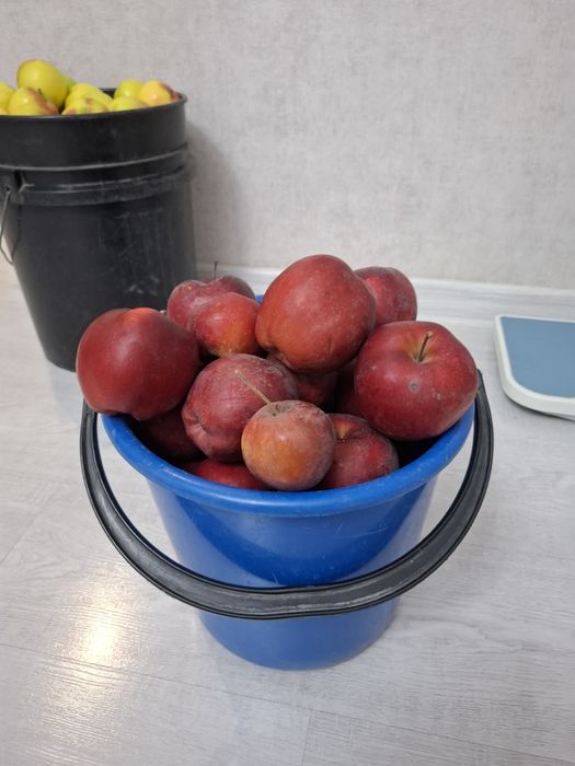 Продам домашние яблоки