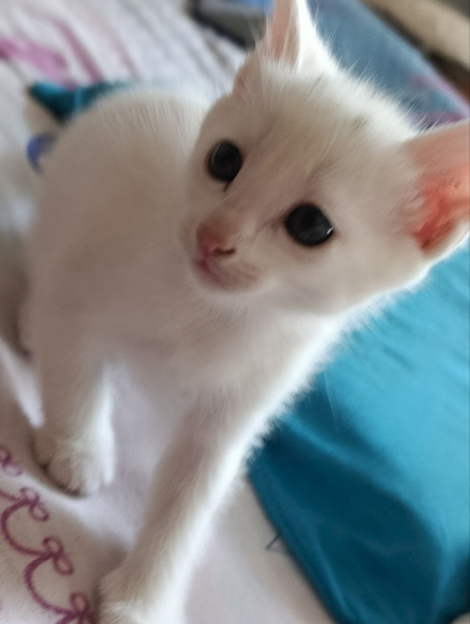 Продаються котята 2 месячные