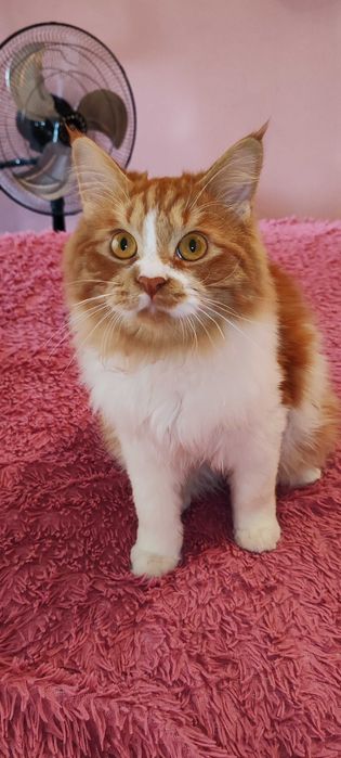 Отдам котёнка в добрые руки, мальчик 5 месяцев