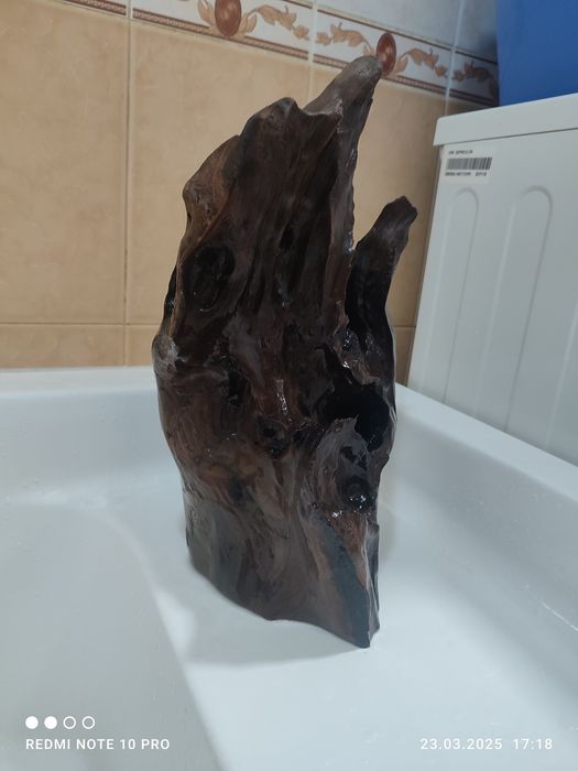 коряга большое и очень красивое