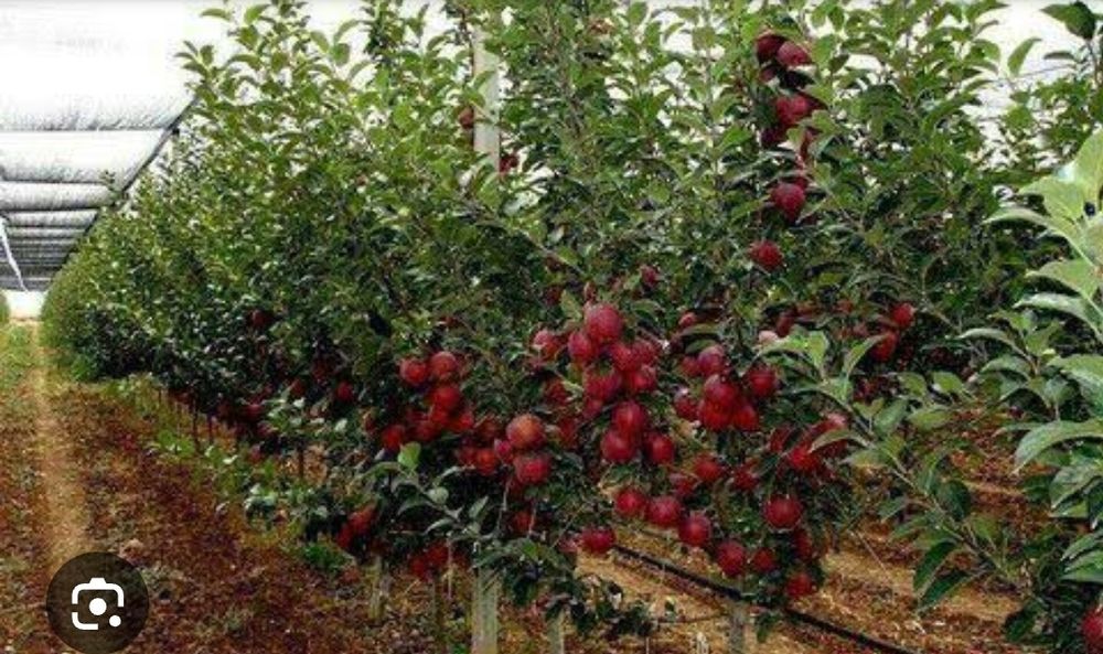 Samarqanda 32 sotix mevali bog sotiladi Srochno