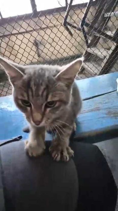 Котенку нужен дом! Срочно!