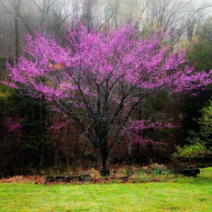 Pomi Ornamentali (cercis canadensis )