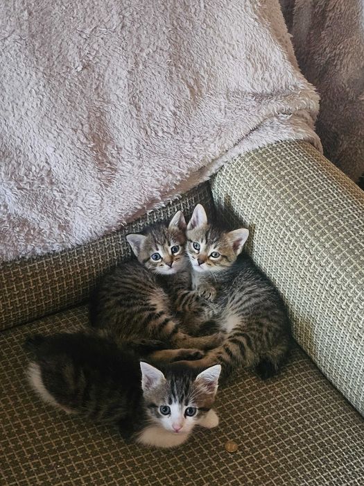 Отдадим котят в хорошие руки