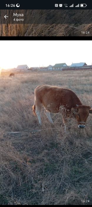 Тана 1.5 жасар ургашы мал