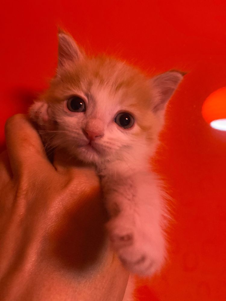 Котята разные красивые