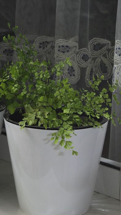 "Волосы Венеры" редкий папоротник