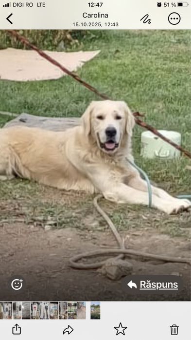 Donez Golden Retriver in varsta de 4 ani