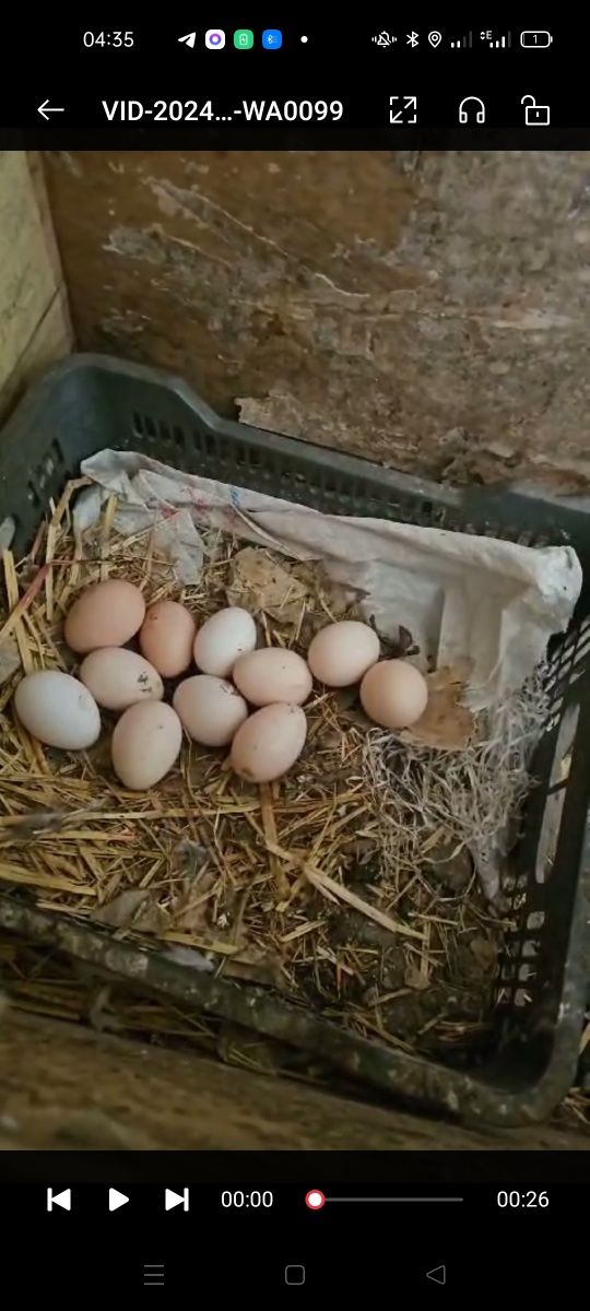 Продам инкубационные яйца домашних кур,птица на свободном выгуле
