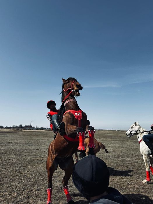 Айгыр жеребец мощный