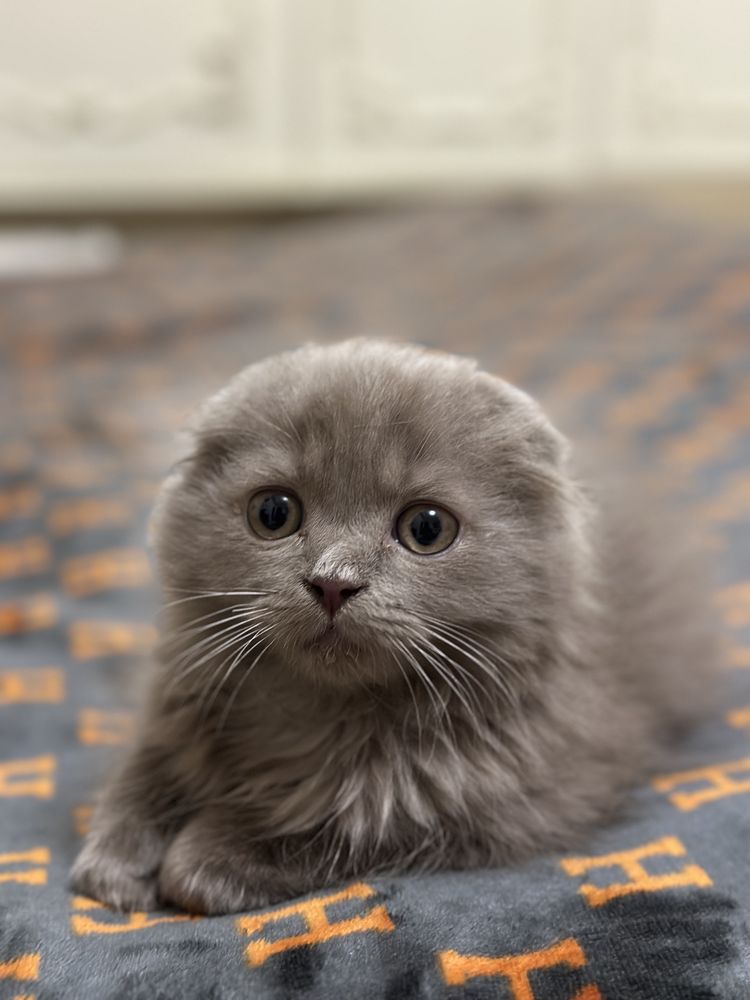 Скотиш фолд Longhair