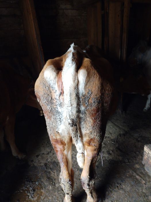 Vind o vaca baltata romaneasca