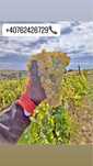 Vand struguri de vin