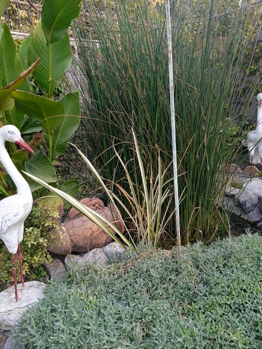 Имеются на продажу водные ростения,Аир, Мискантус