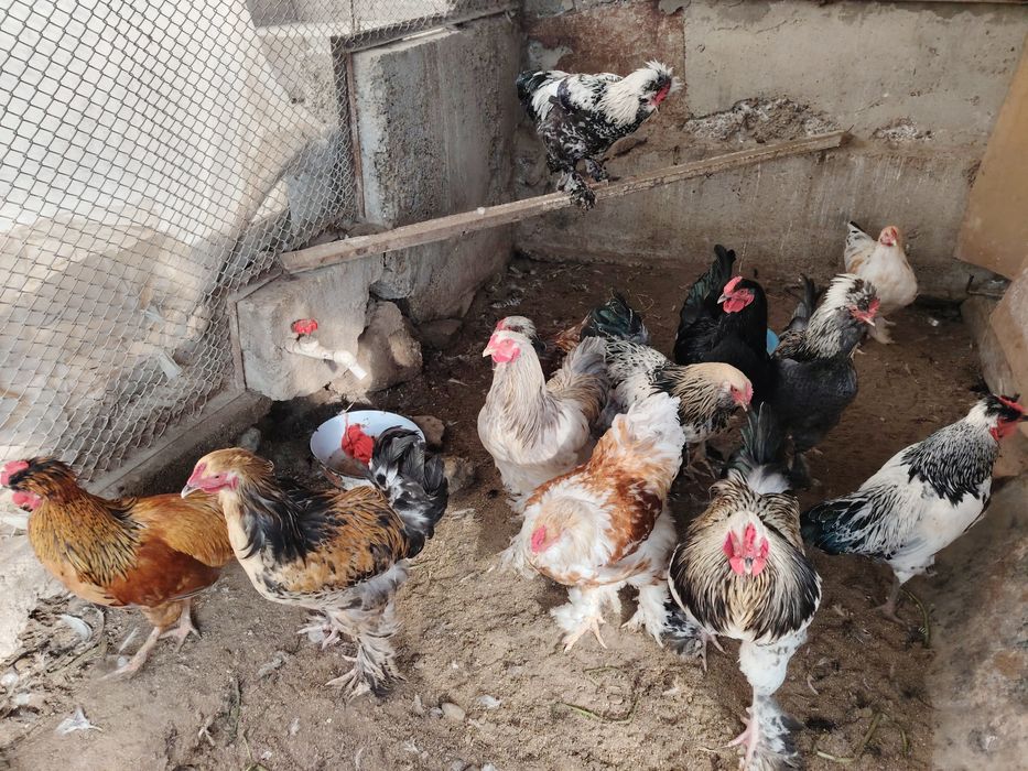 Хурозлар Петуха зотдор