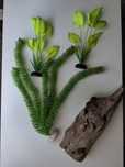 Plante de acvariu