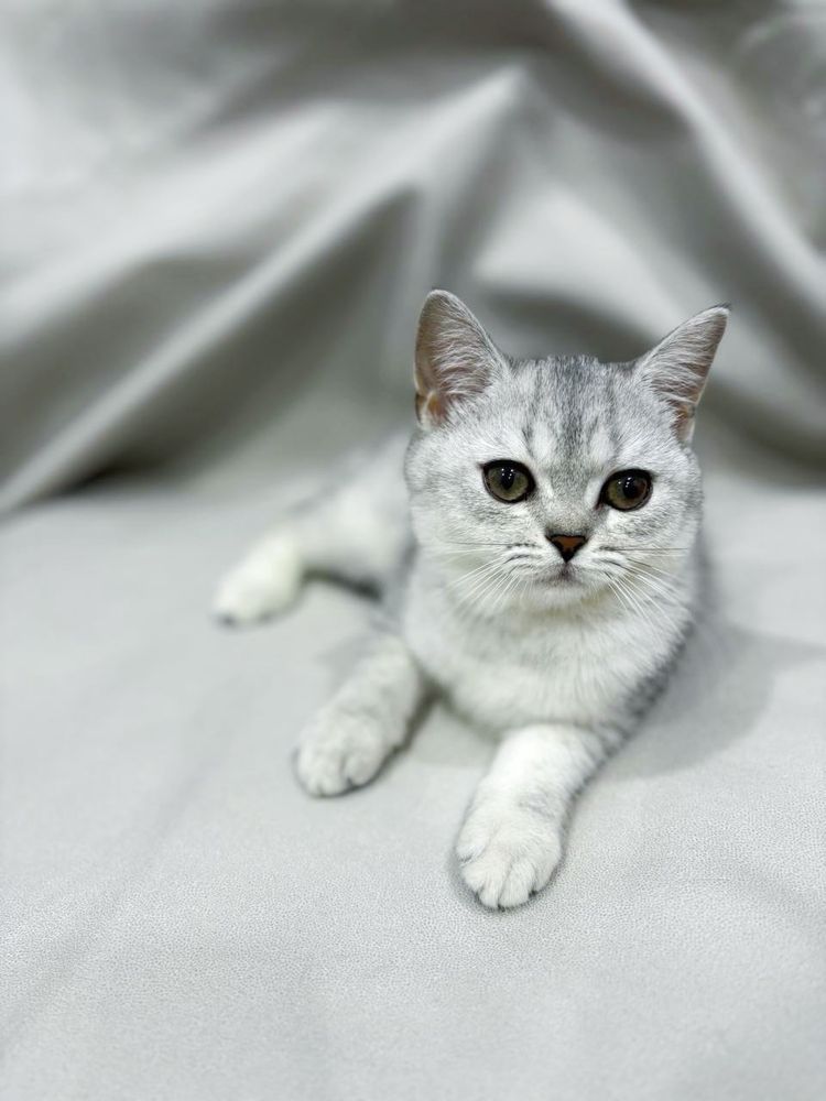 Котята SCOTTISH+ Шиншилла