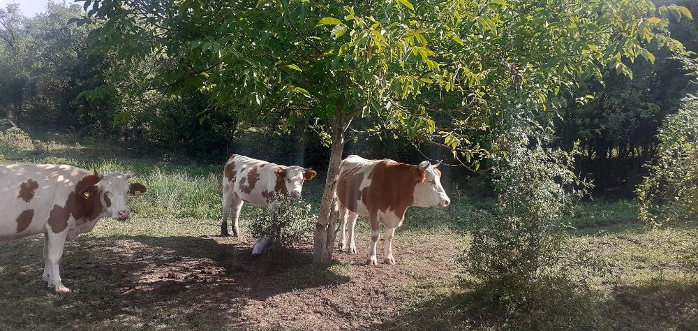 Vaci Tăurași Juninci de vînzare la pachet