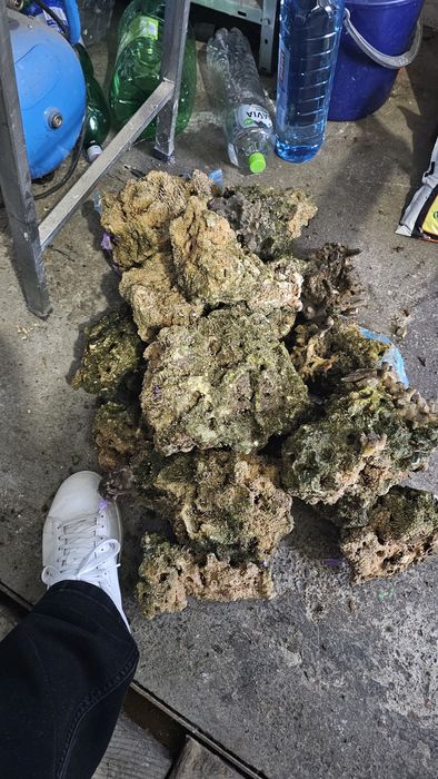 Piatra Marco Rocks Reef Saver Rock