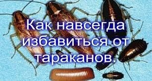 Дезинсекция дизинфекция