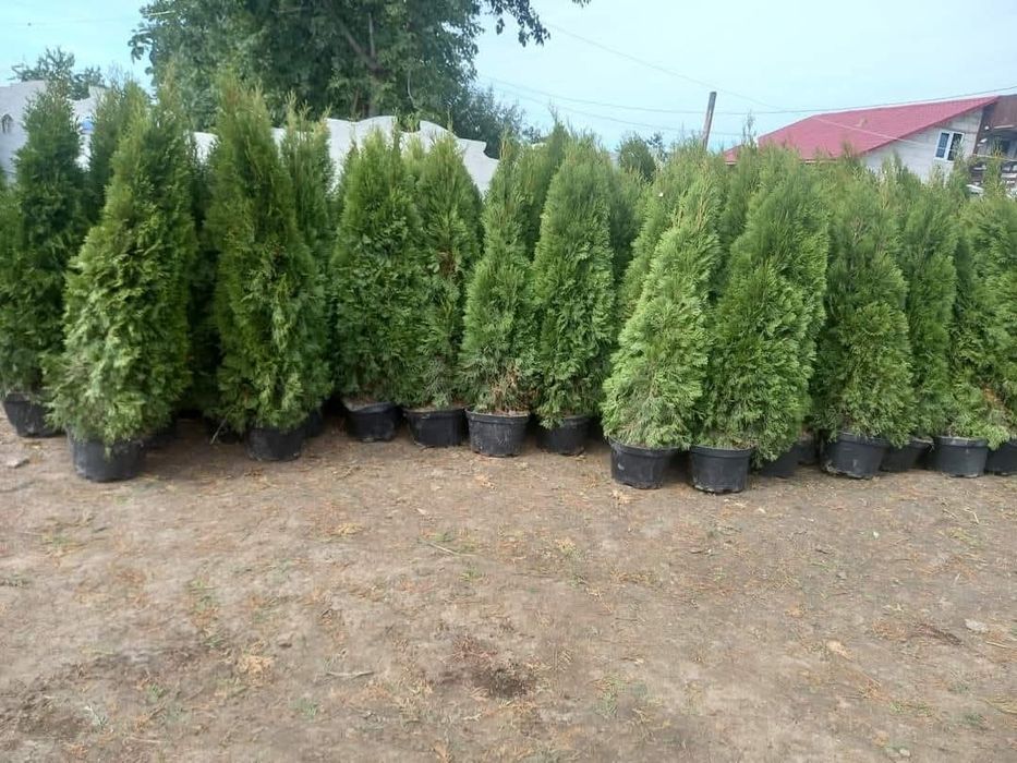 Tuia smaragd la ghiveci înălțime 180 cm